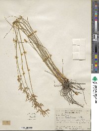 Juncus dichotomus image