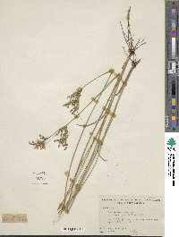 Juncus dichotomus image