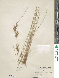 Juncus dichotomus image