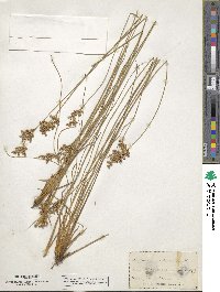 Juncus dichotomus image