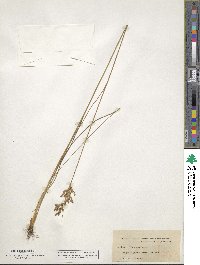 Juncus dichotomus image