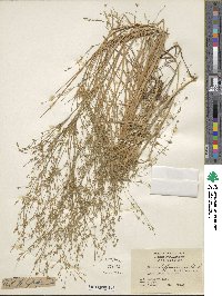 Juncus diffusissimus image