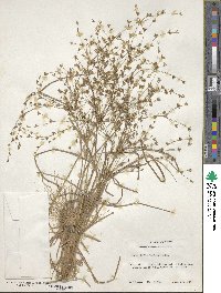 Juncus diffusissimus image