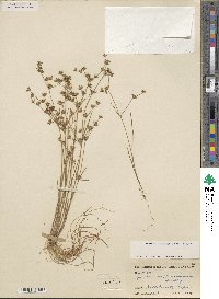 Juncus diffusissimus image