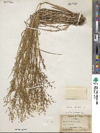 Juncus diffusissimus image