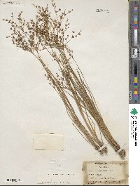 Juncus diffusissimus image