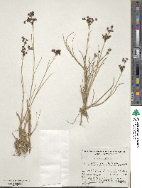 Juncus articulatus image