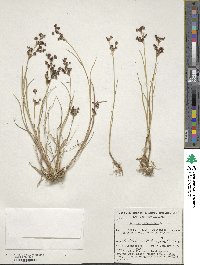 Juncus articulatus image