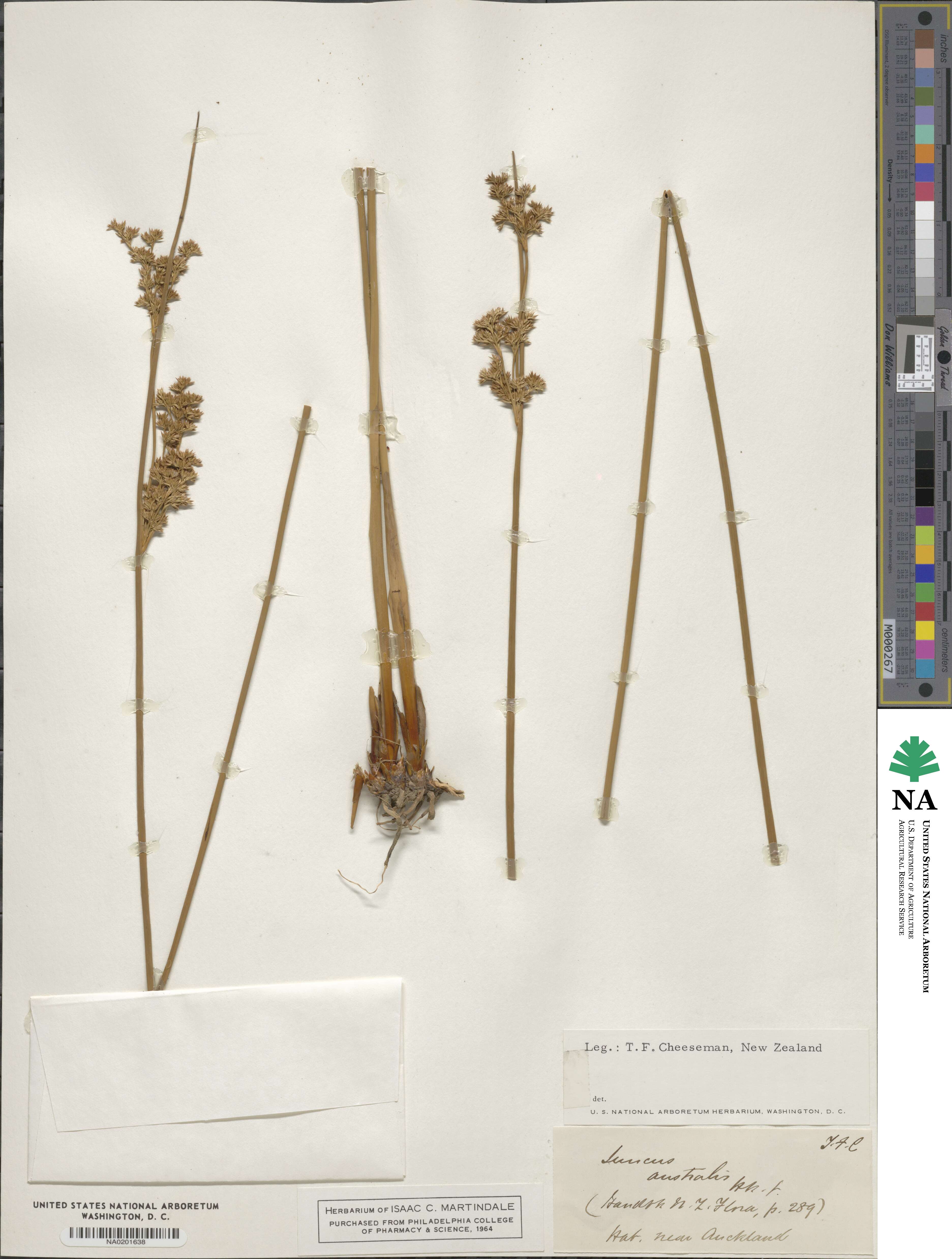 Juncus australis image