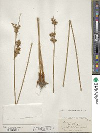 Image of Juncus australis