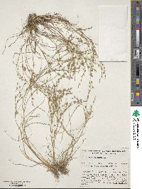 Juncus bufonius image