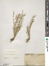 Juncus bufonius image