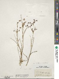 Juncus articulatus image