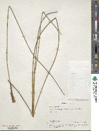 Juncus maritimus image