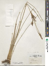 Juncus maritimus image