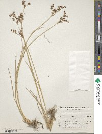 Juncus microcephalus image