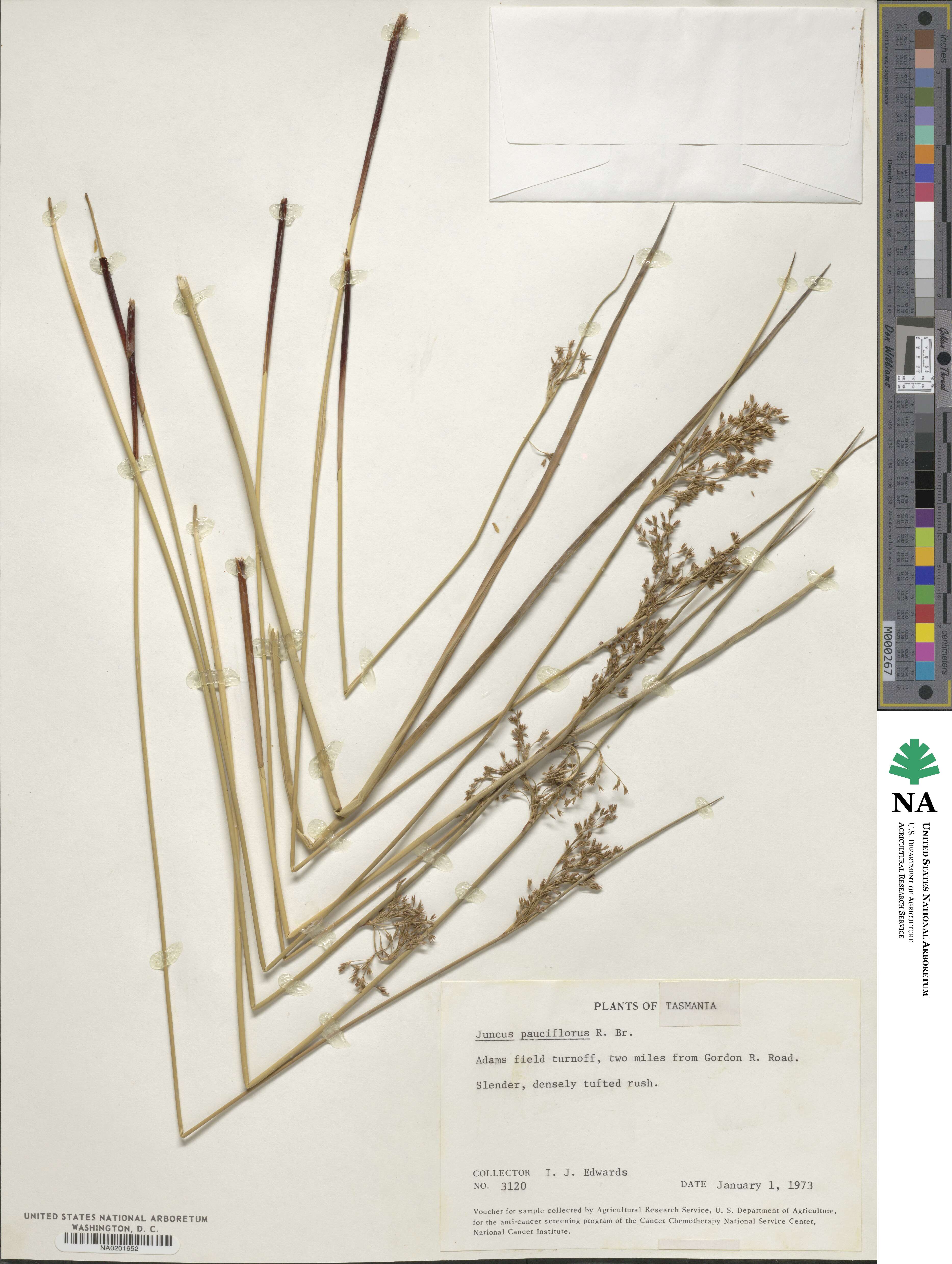 Juncus pauciflorus image