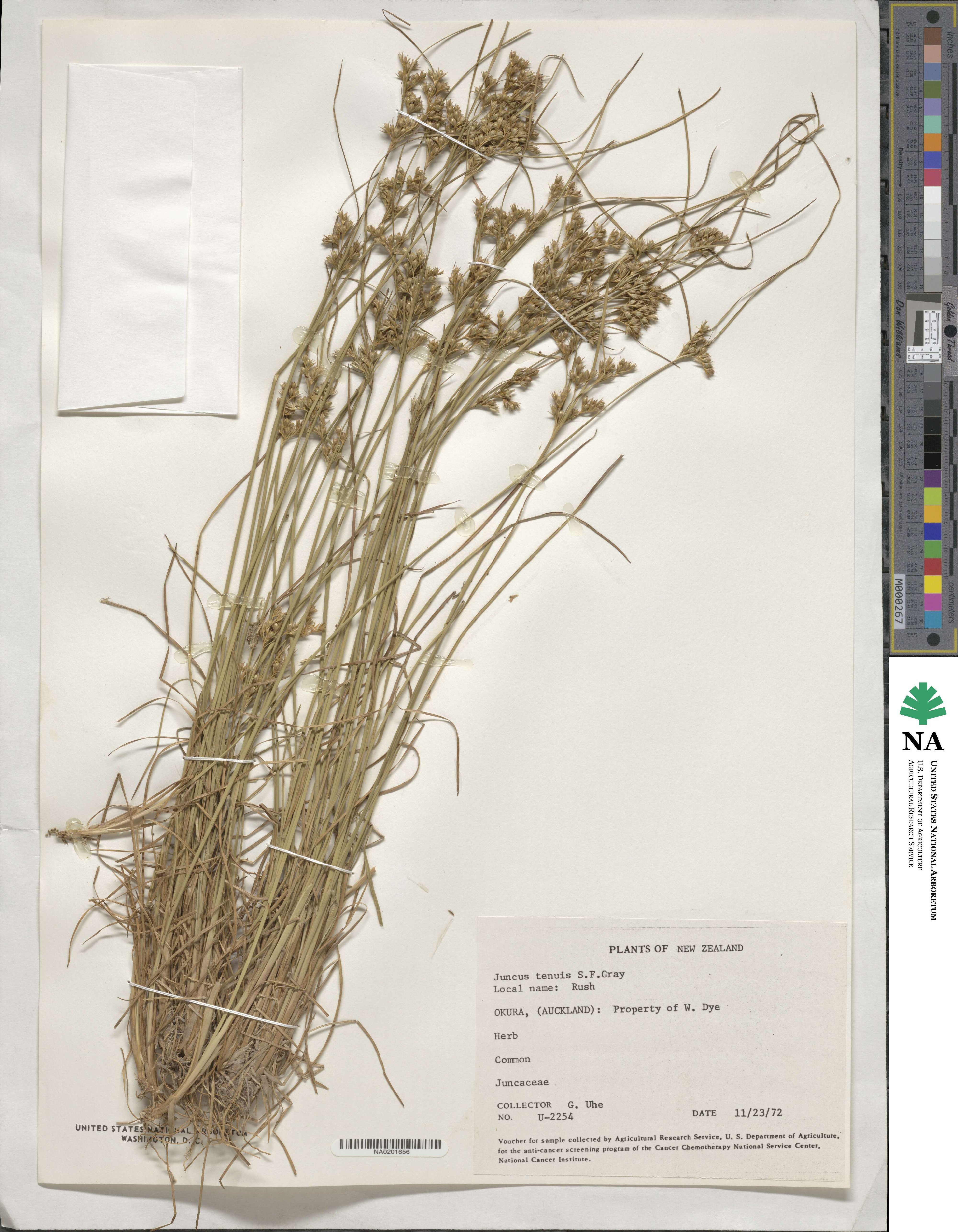 Juncus tenuis image