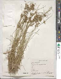 Juncus tenuis image