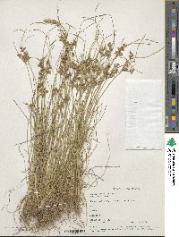 Juncus tenuis image