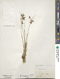 Juncus tenuis image