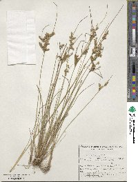 Juncus tenuis image