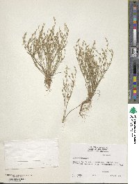 Juncus bufonius image