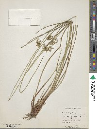 Juncus effusus subsp. solutus image