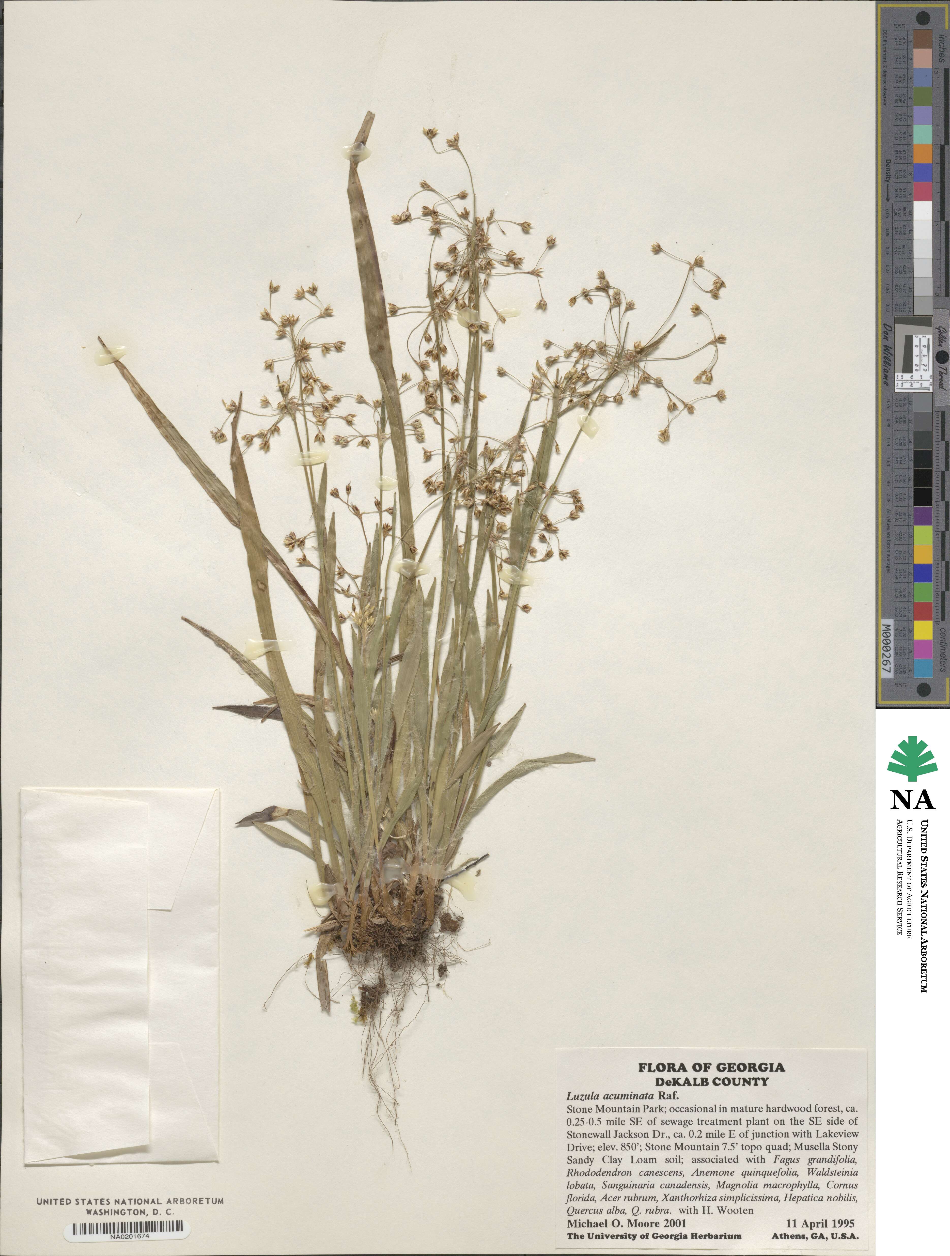Luzula acuminata image