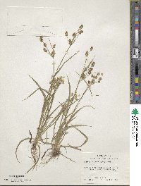 Luzula bulbosa image