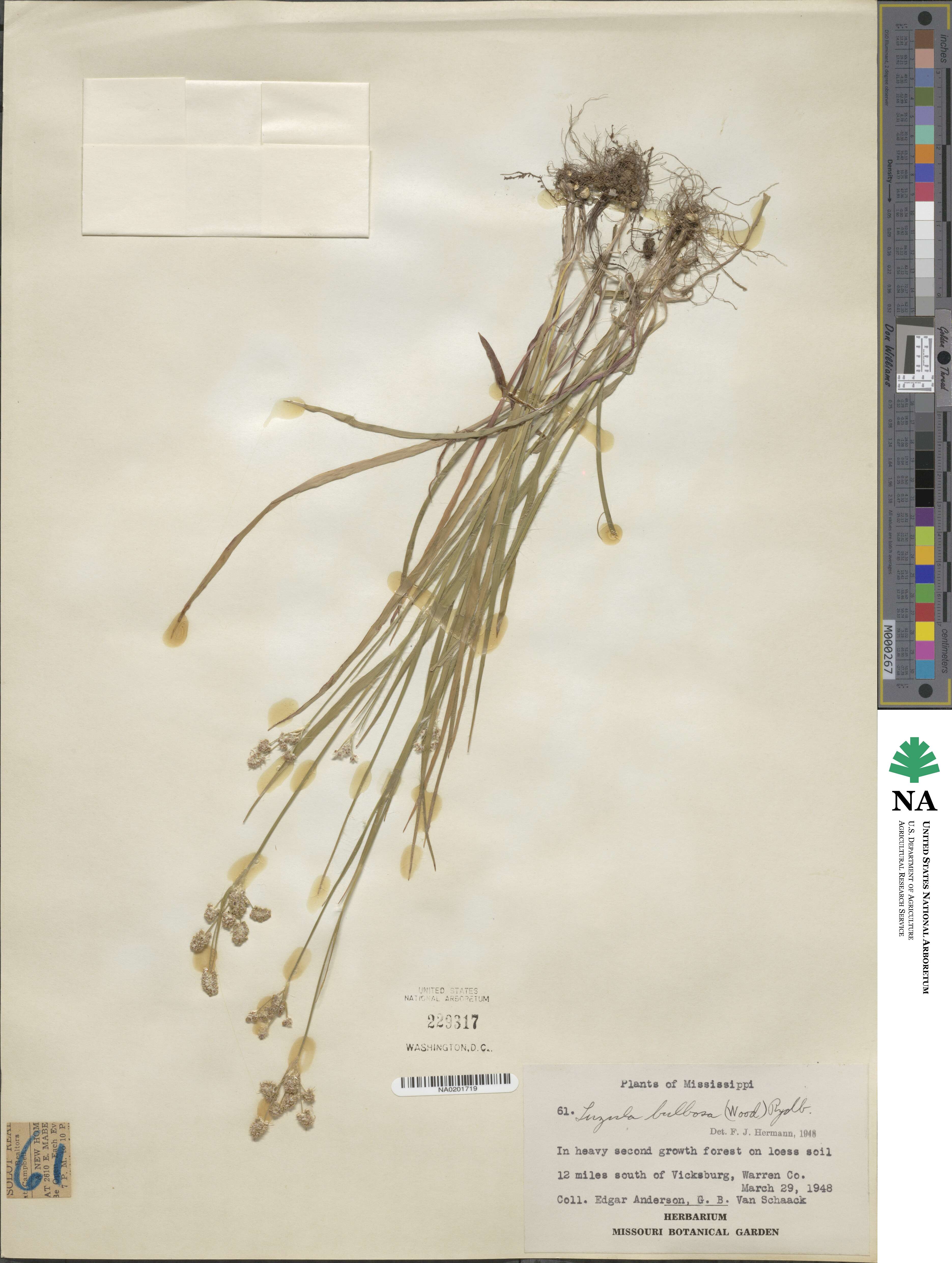 Luzula bulbosa image