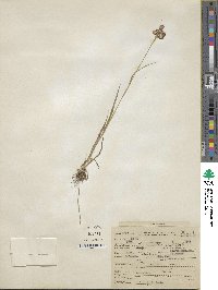 Luzula bulbosa image