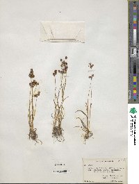 Luzula bulbosa image