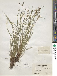 Luzula bulbosa image