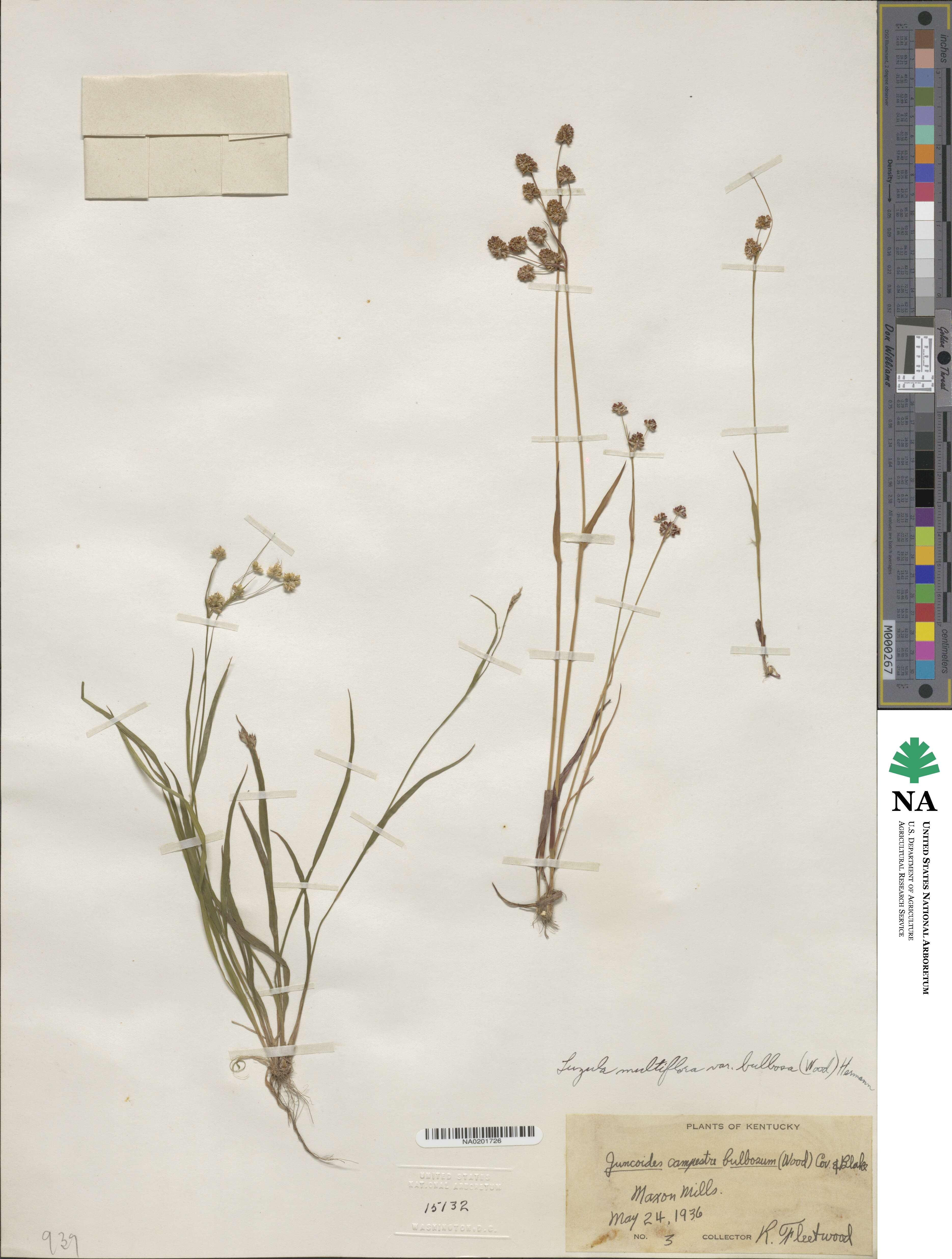 Luzula bulbosa image