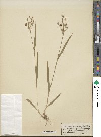 Luzula multiflora image