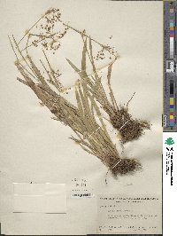 Luzula acuminata subsp. carolinae image