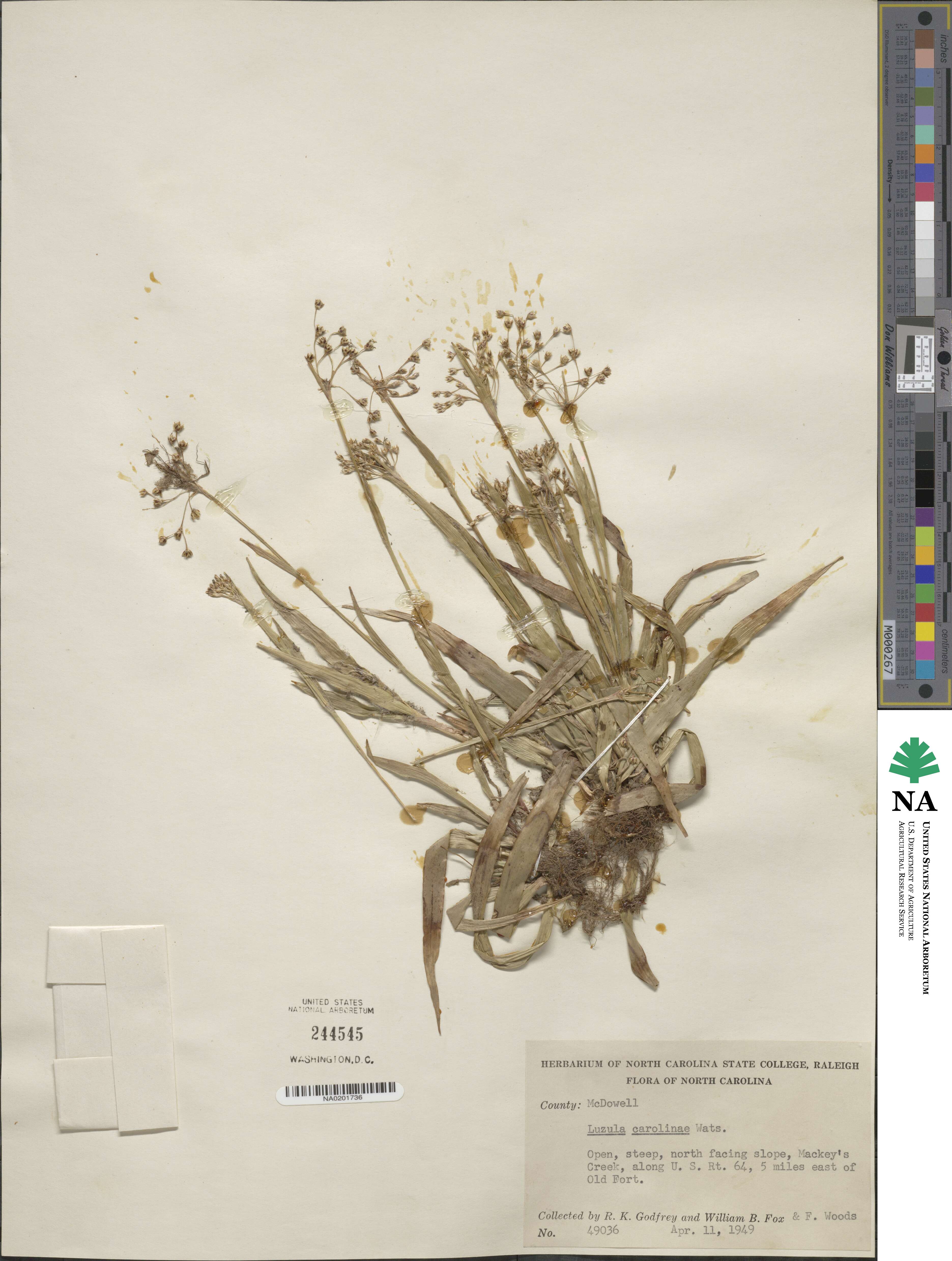 Luzula acuminata image