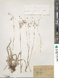 Luzula acuminata subsp. carolinae image