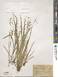 Luzula acuminata subsp. carolinae image