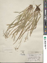 Luzula acuminata subsp. carolinae image