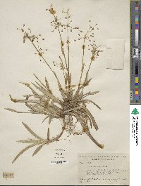 Luzula acuminata subsp. carolinae image