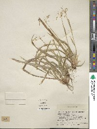 Luzula acuminata subsp. carolinae image