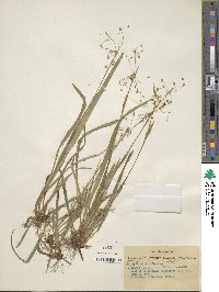 Luzula acuminata subsp. carolinae image