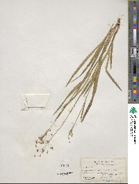 Luzula acuminata subsp. carolinae image