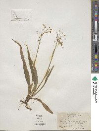 Luzula acuminata subsp. carolinae image