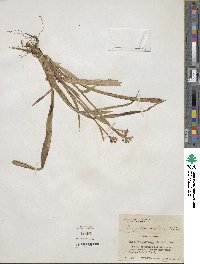 Luzula acuminata subsp. carolinae image