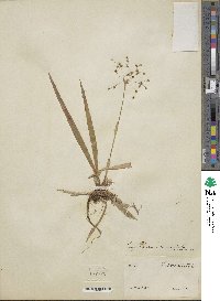 Luzula acuminata subsp. carolinae image