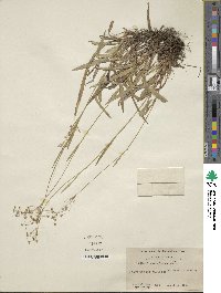 Luzula acuminata subsp. carolinae image