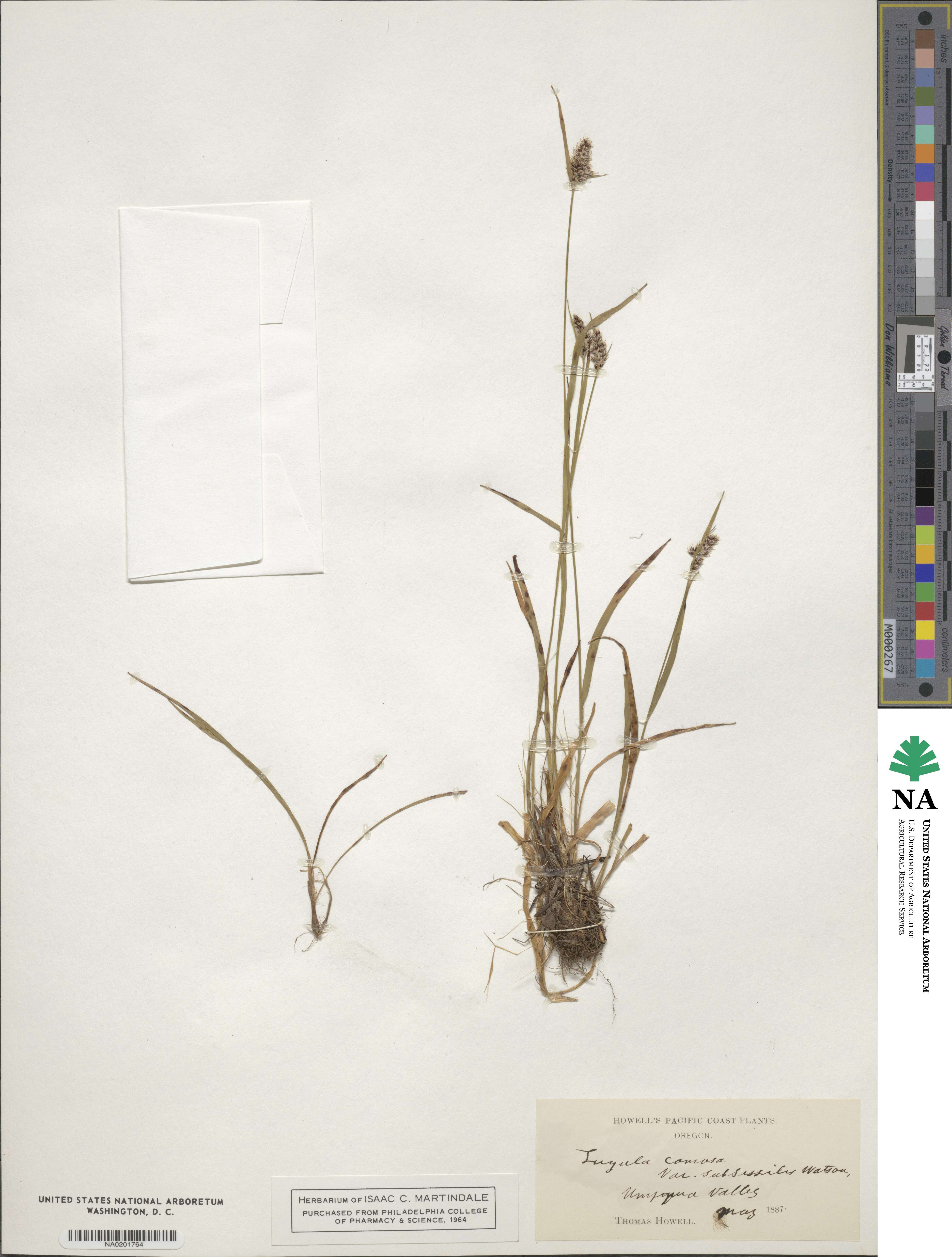 Luzula comosa image